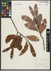 Foto von Salix appendiculata Vill.